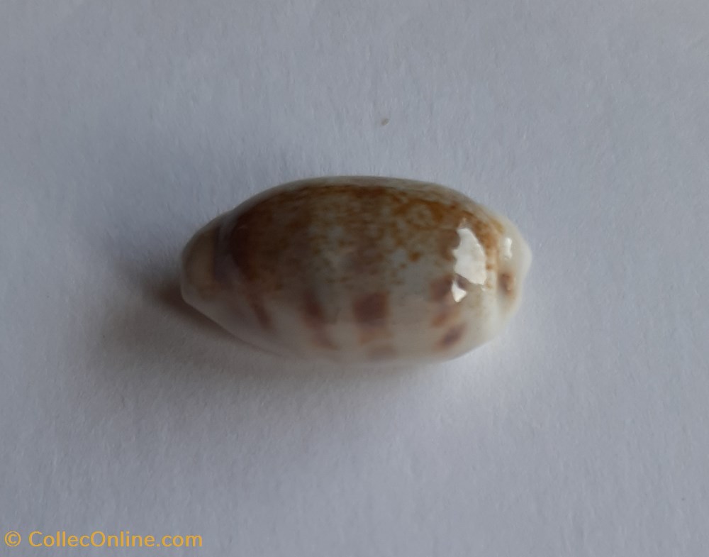 conchas fosiles gastropoda cypraea pallidula