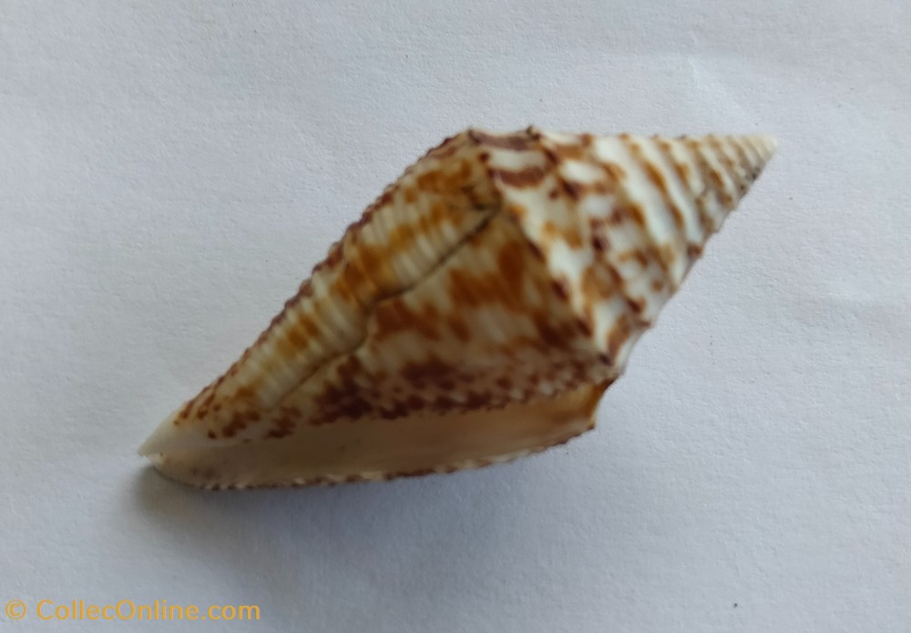conchas y fosiles gastropoda conus australis