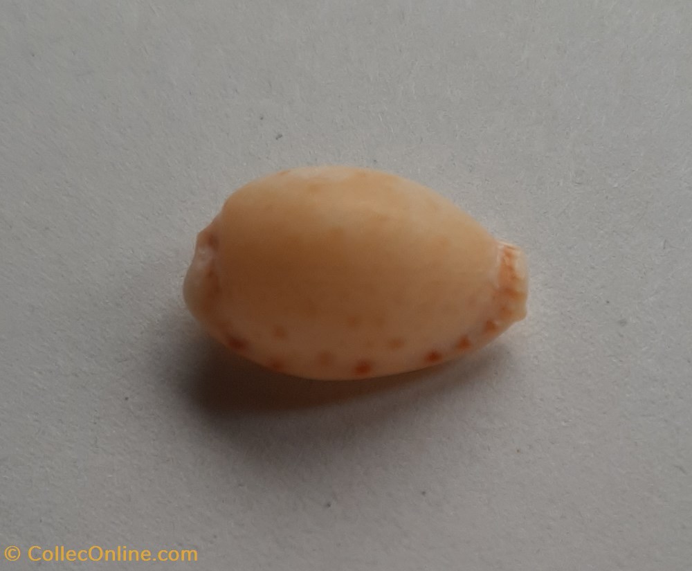conchas y fosiles gastropoda erosaria spurca