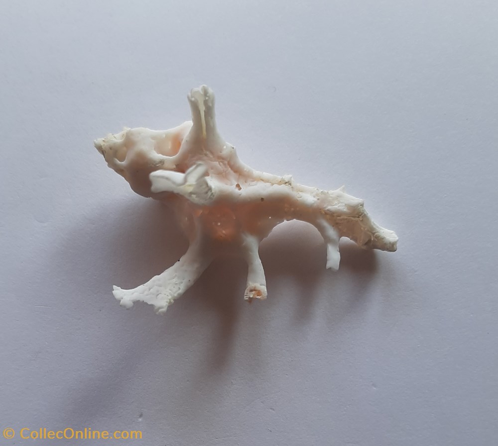 conchas y fosiles gastropoda homalocantha anatomica zamboi