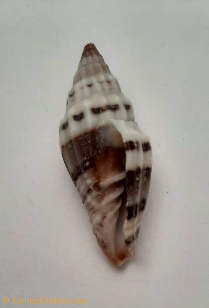 Vexilium Plicarium 2 conchas y fosiles gastropoda vexilium plicarium