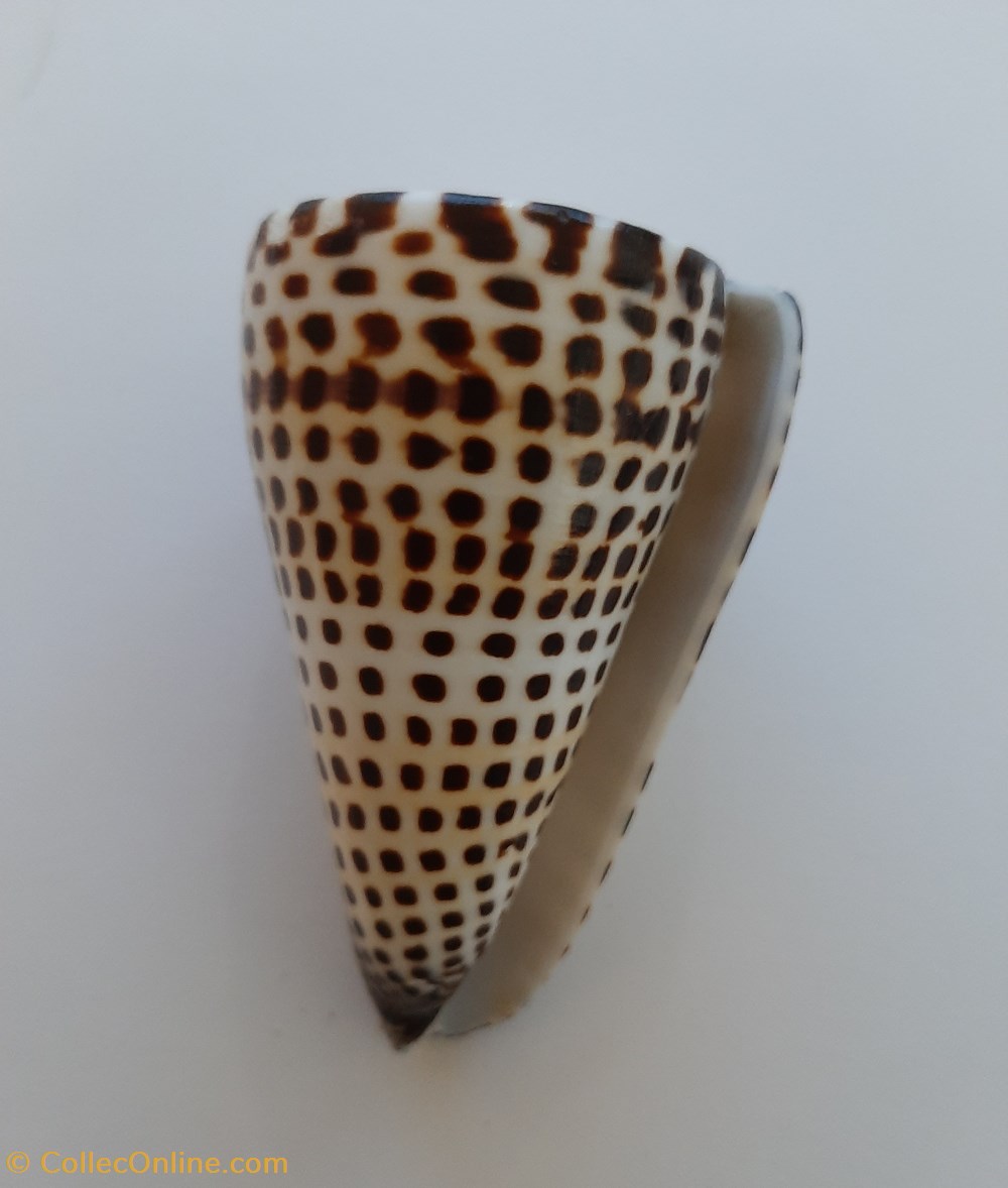 Conus litteratus conchas y fosiles conus litteratus