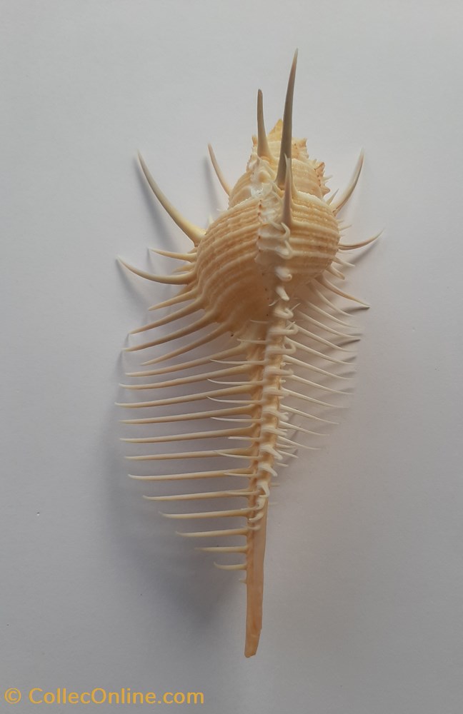Murex Pecten conchas y fosiles gastropoda murex pecten