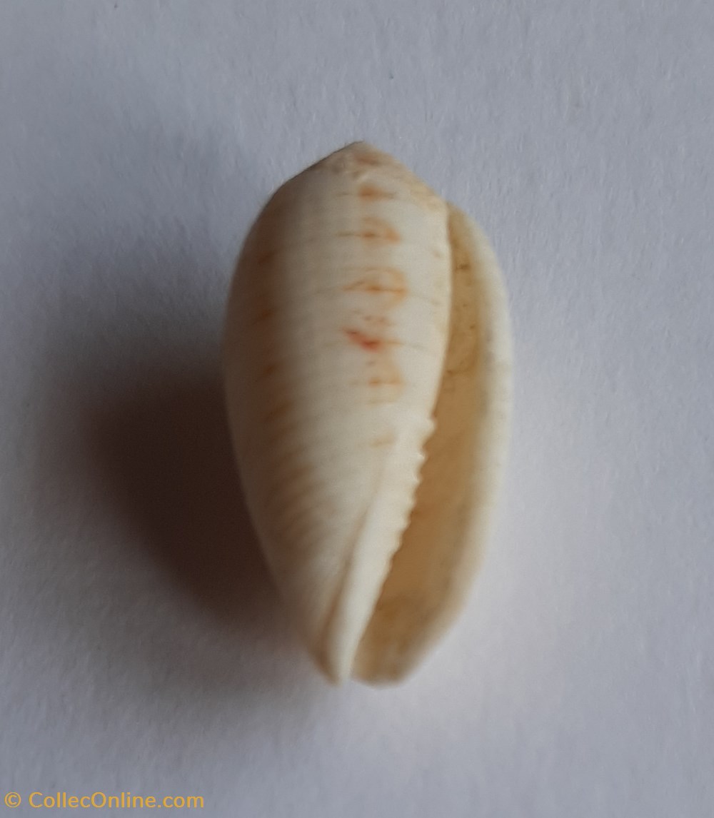 conchas fosiles gastropoda pterygia undulosa