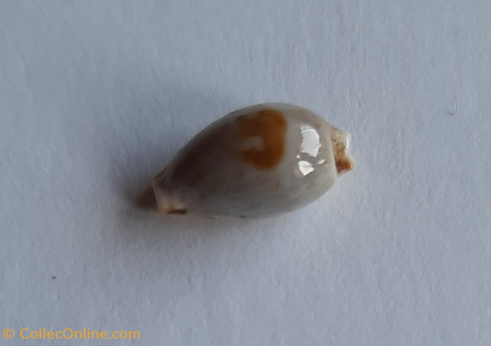 Cypraea contaminata conchas fosiles gastropoda cypraea contaminata