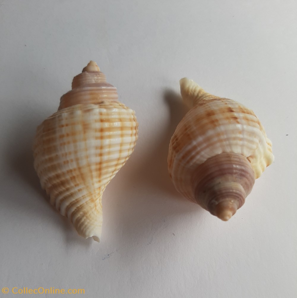 Linatella caudata conchas y fosiles gastropoda linatella caudata