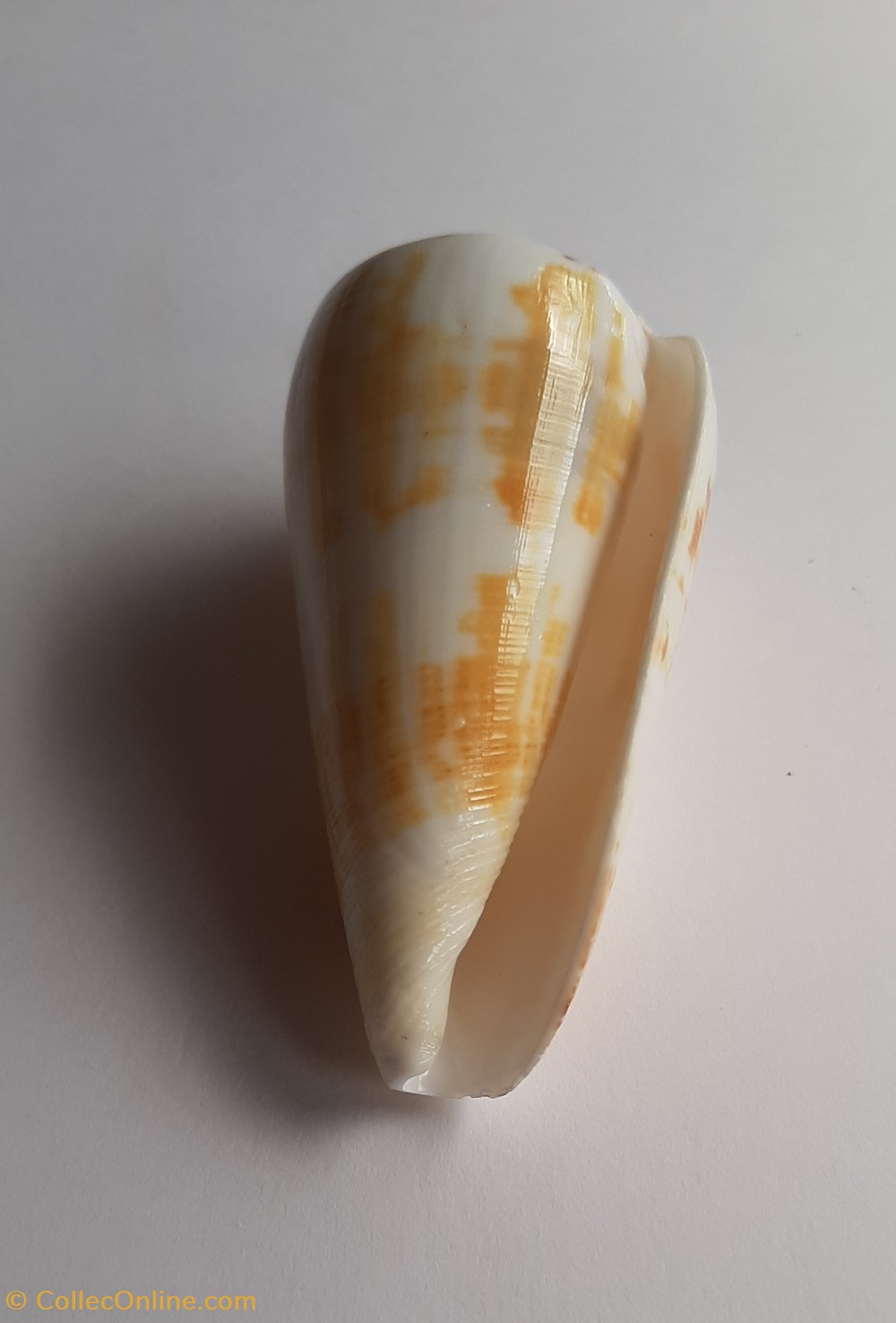 Conus magus conchas y fosiles conus magus