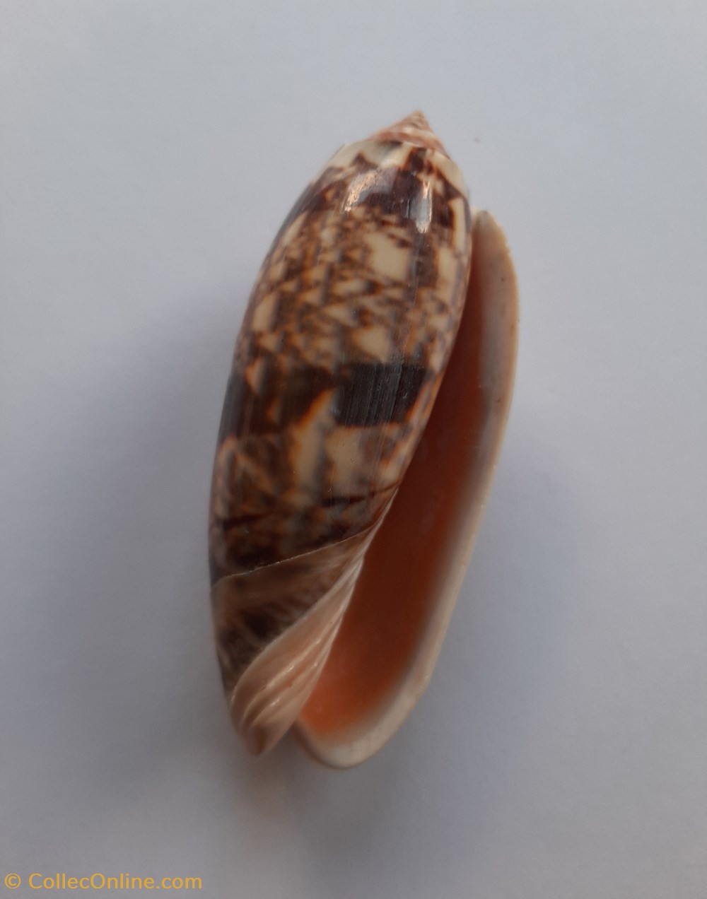 Oliva Miniacea conchas y fosiles gastropoda oliva miniacea