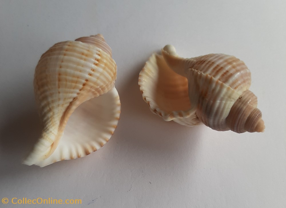 Linatella caudata conchas y fosiles gastropoda linatella caudata