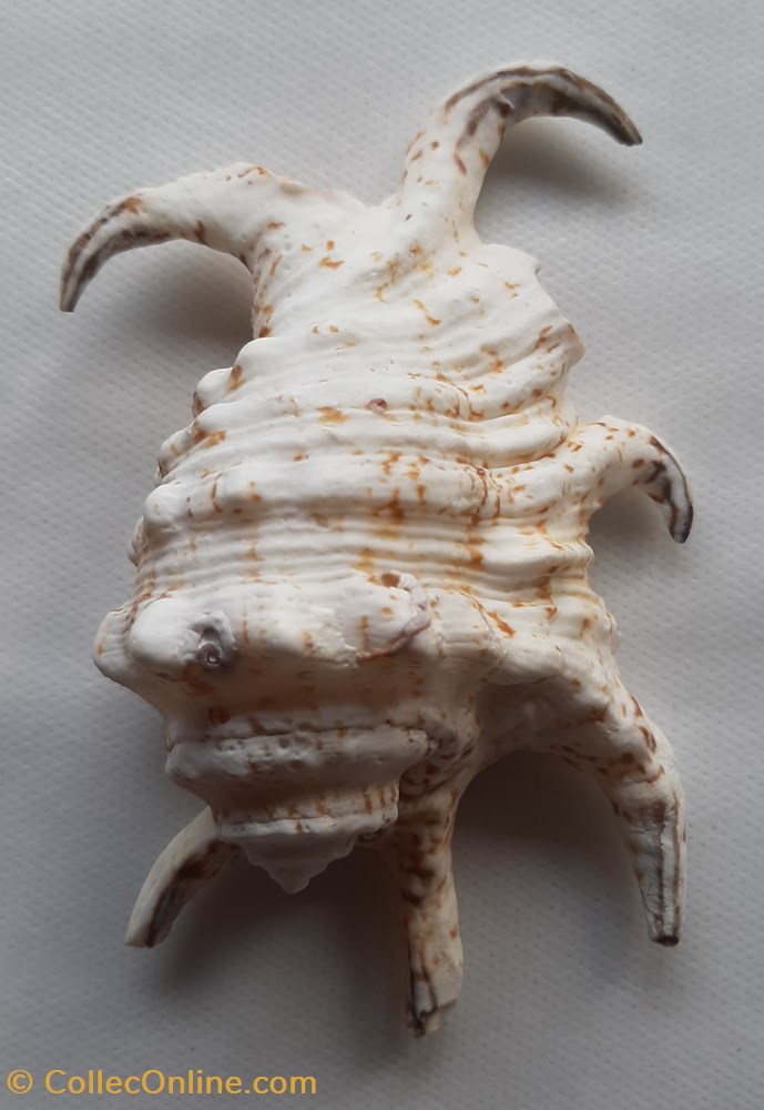 conchas y fosiles gastropoda lambis chiragra arthritica