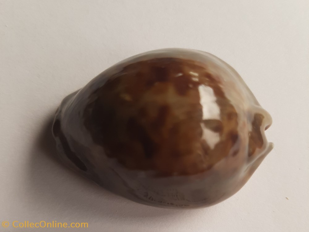 conchas y fosiles gastropoda trona stercoraria cameroonica