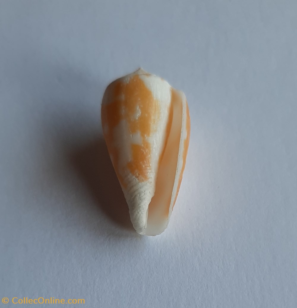 Conus robini conchas y fosiles conus robini