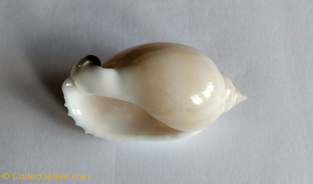 Casmaria erinaceus conchas y fosiles gastropoda casmaria erinaceus