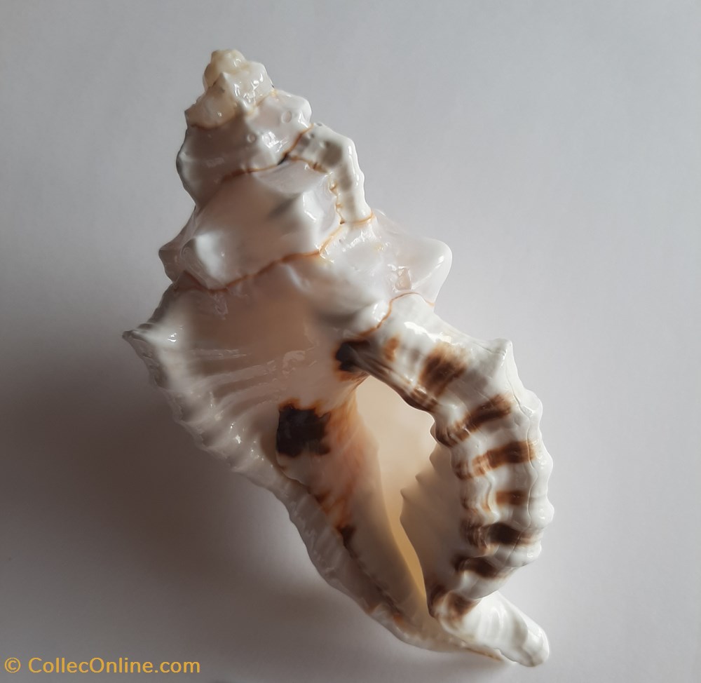 cymatium lotorum blanco conchas fosiles gastropoda cymatium lotorum blanco