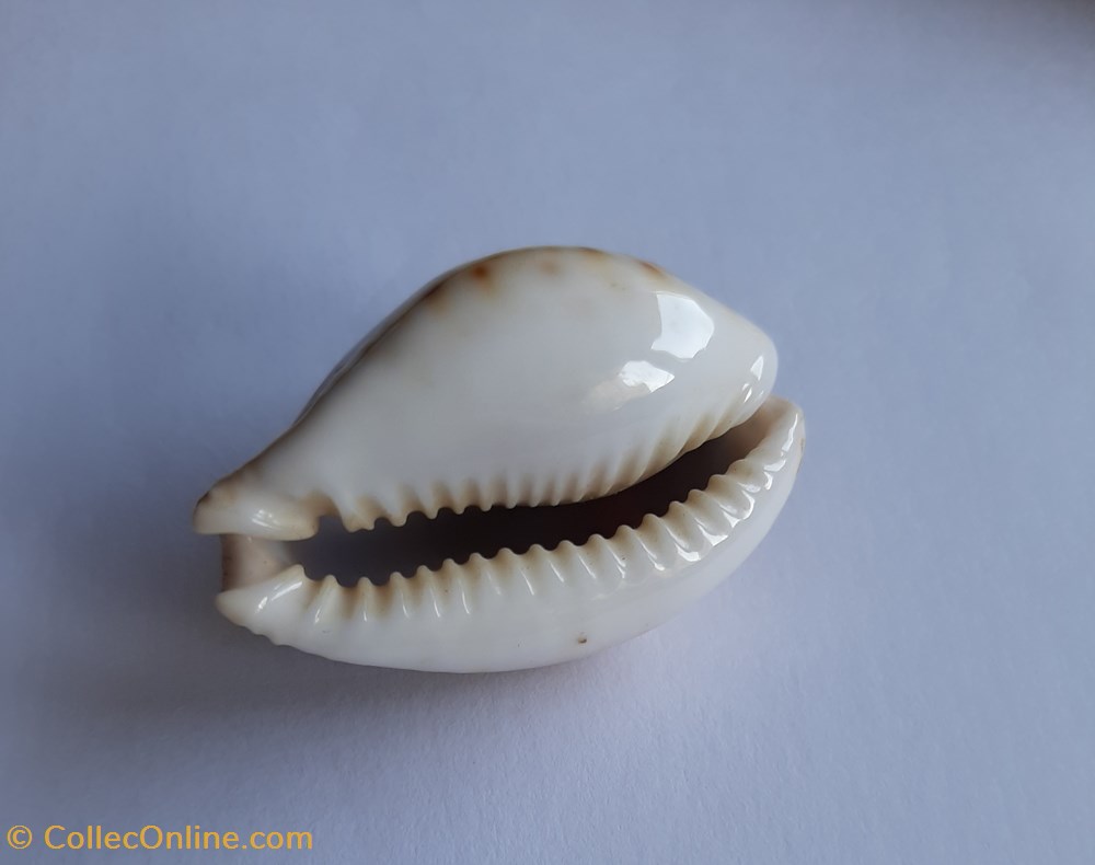 conchas fosiles gastropoda cypraea lamarckii lamarckii
