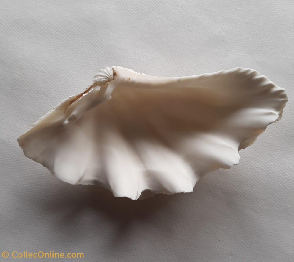 Tridacna squamosa (Chametrachea) conchas y fosiles bivalvia tridacna squamosa chametrachea