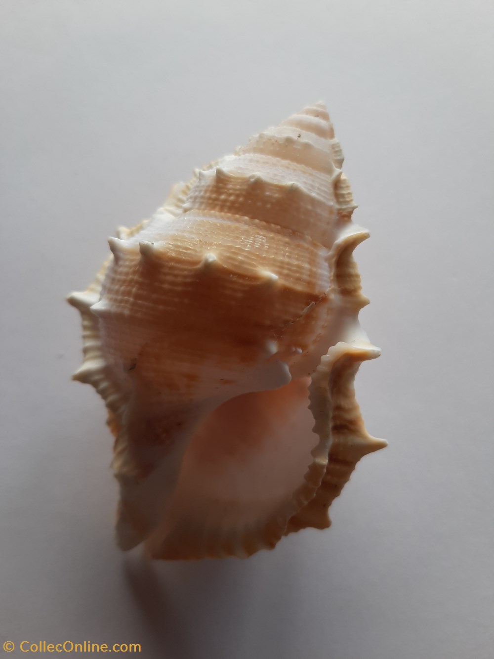 Bursa Awatii conchas y fosiles gastropoda bursa awatii
