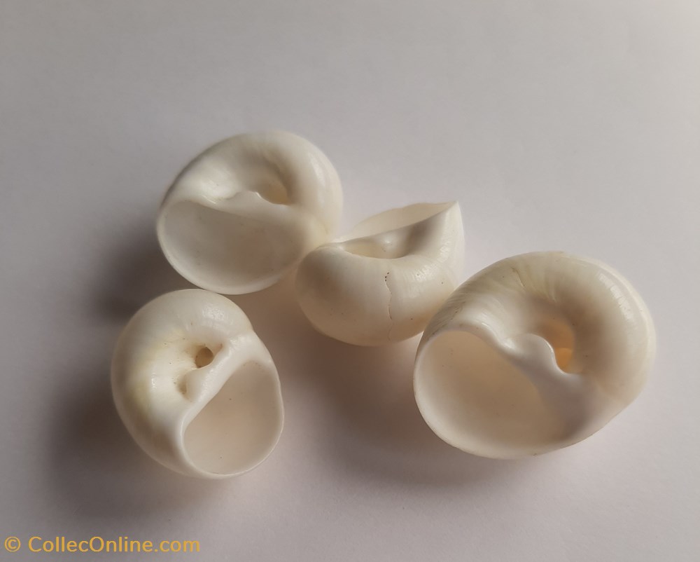 conchas y fosiles gastropoda polinices candidissimus