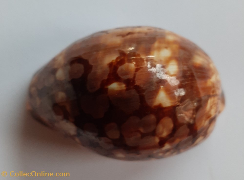 Mauritia Mauritania conchas y fosiles gastropoda mauritia mauritania