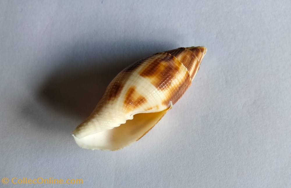 Nebularia eremitarum o mitra adusta conchas y fosiles gastropoda nebularia eremitarum o mitra adusta