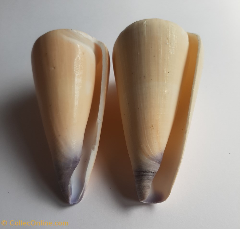 Conus virgo conchas y fosiles gastropoda conus virgo