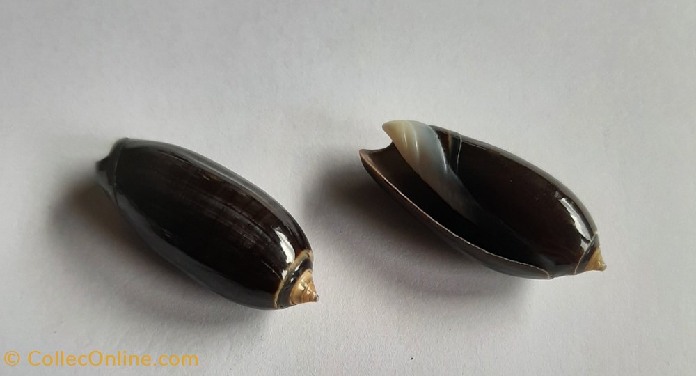 Oliva tigridella oriola conchas y fosiles gastropoda oliva tigridella oriola