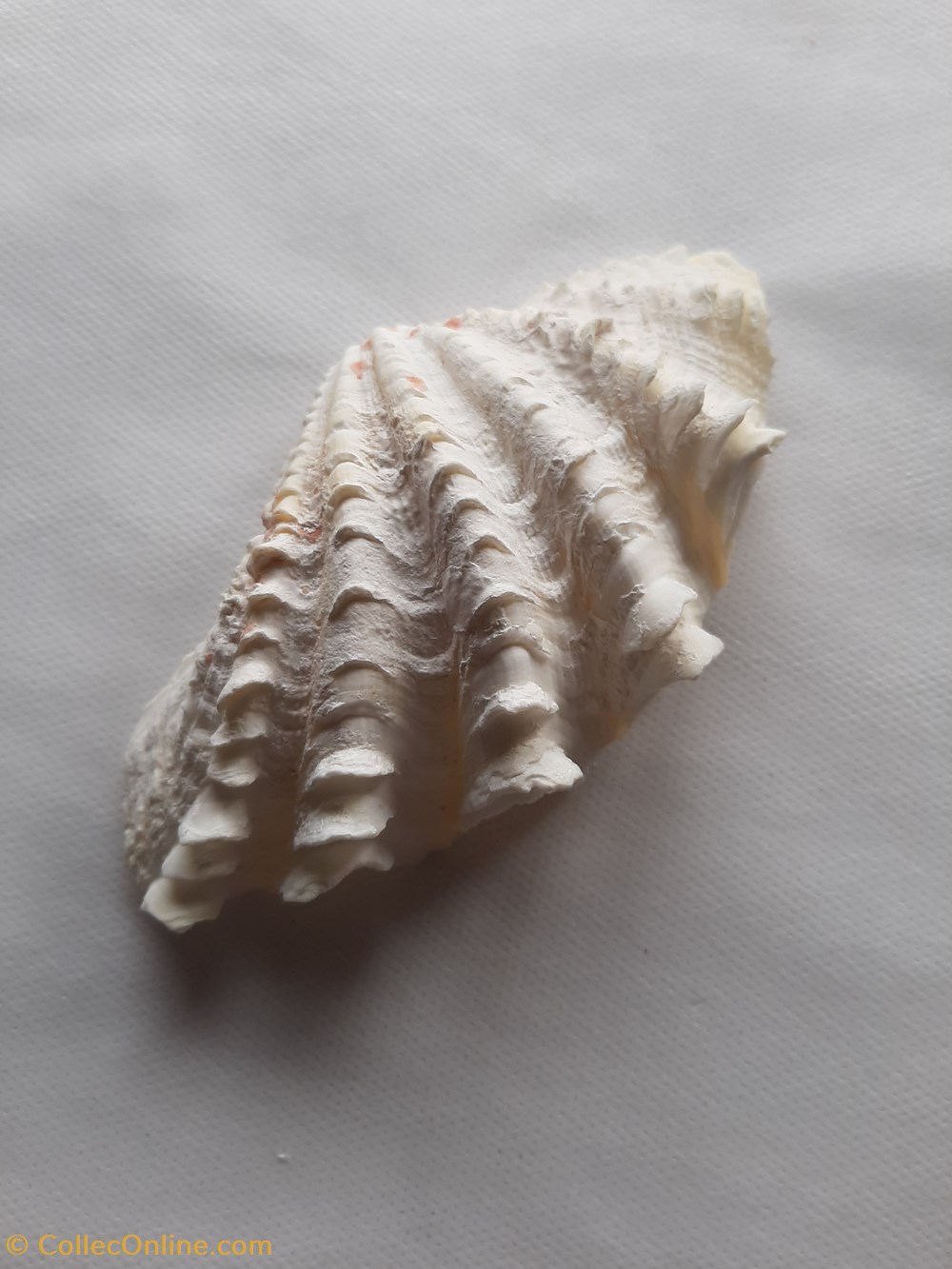 Tridacna squamosa (Chametrachea) conchas y fosiles bivalvia tridacna squamosa chametrachea