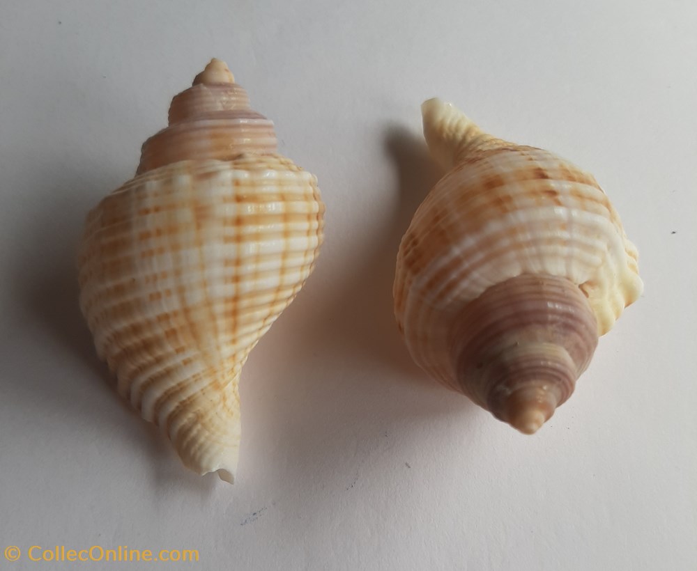 Linatella caudata conchas y fosiles gastropoda linatella caudata
