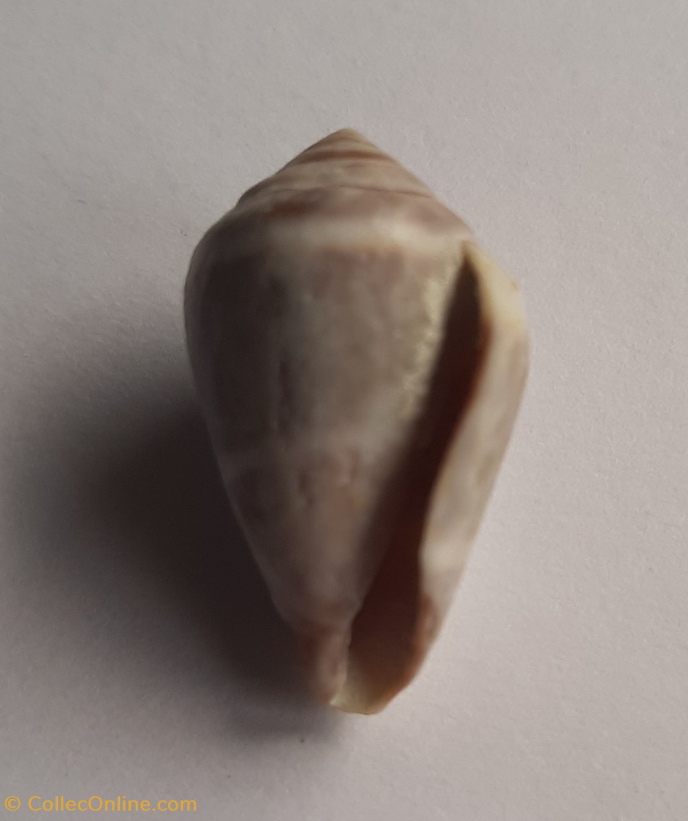 Conus mediterraneus conchas y fosiles gastropoda conus mediterraneus
