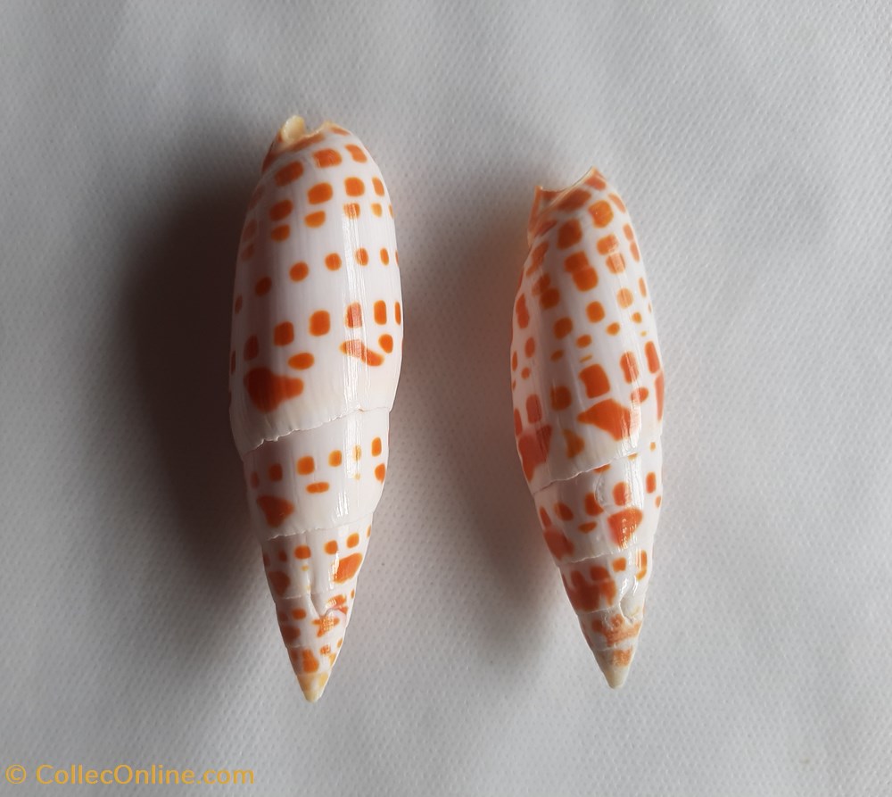 Mitra mitra conchas y fosiles gastropoda mitra mitra