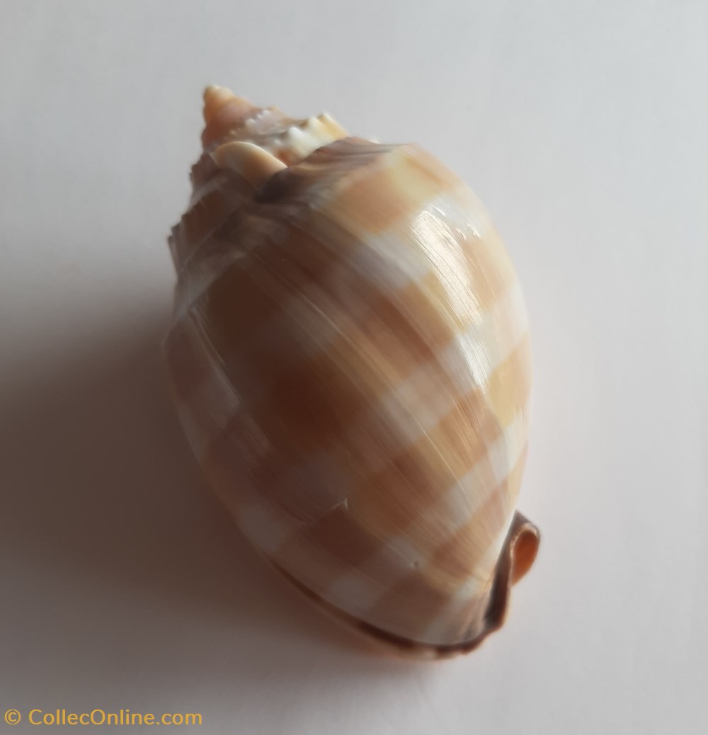 Phalium bandatum conchas y fosiles gastropoda phalium bandatum