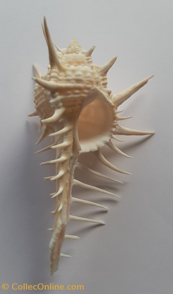Murex Ternispina conchas y fosiles gastropoda murex ternispina