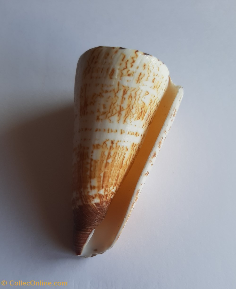 Conus thalassiarchus conchas y fosiles gastropoda conus thalassiarchus