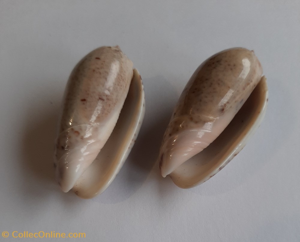 Oliva incrassata conchas y fosiles gastropoda oliva incrassata