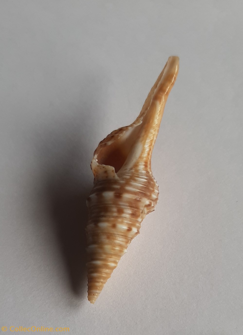 Lophiotoma indica conchas y fosiles gastropoda lophiotoma indica