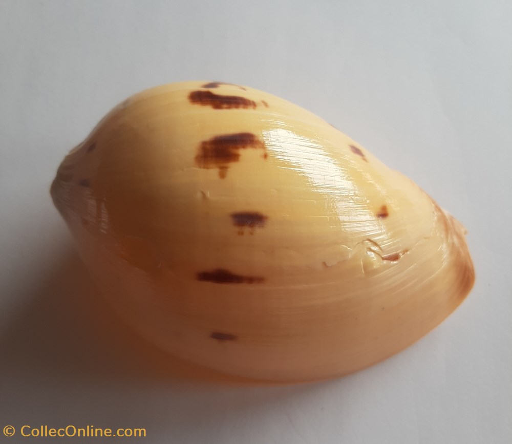 Melo melo conchas y fosiles gastropoda melo melo