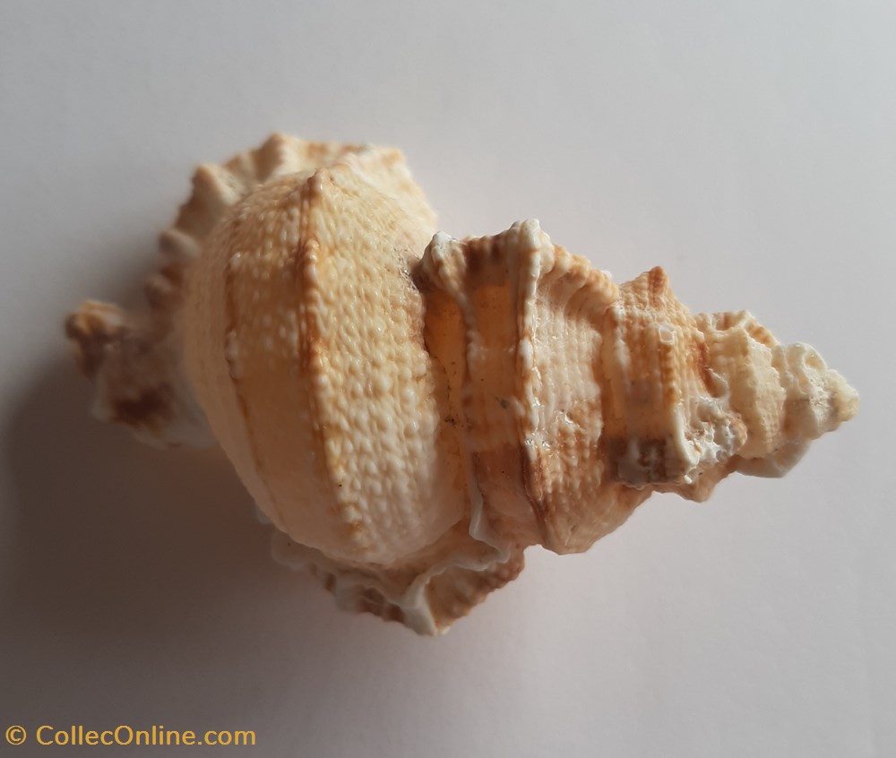 conchas fosiles gastropoda bursa tutufa oyamai