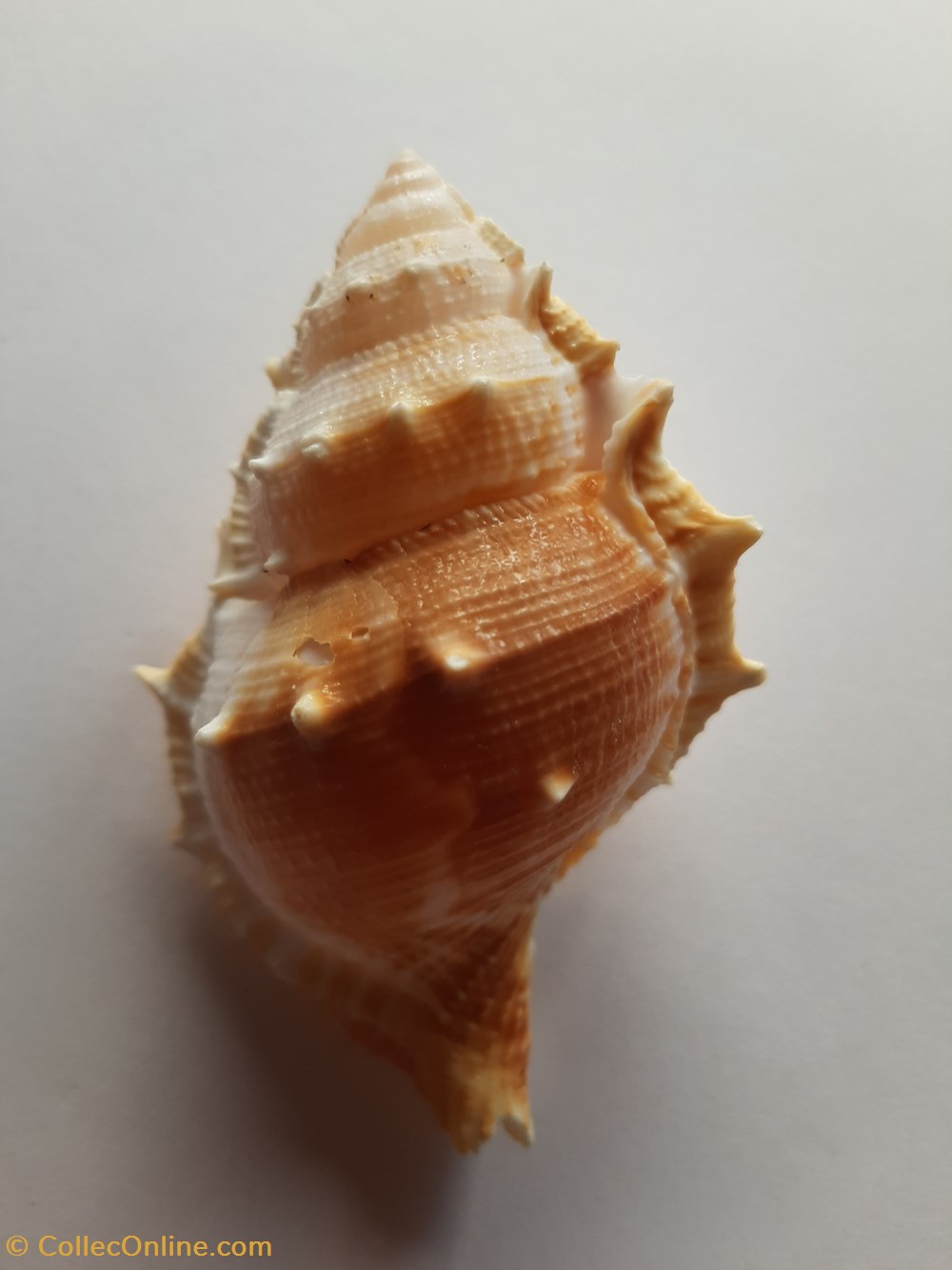 conchas y fosiles gastropoda bursa rubeta