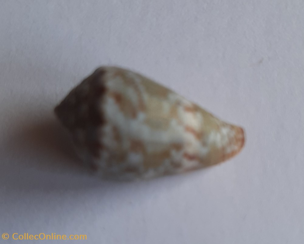 Conus ventricosus conchas y fosiles gastropoda conus ventricosus