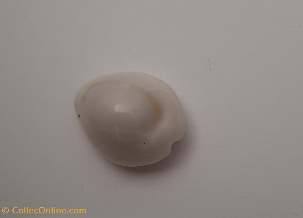 conchas y fosiles gastropoda erosaria annulus