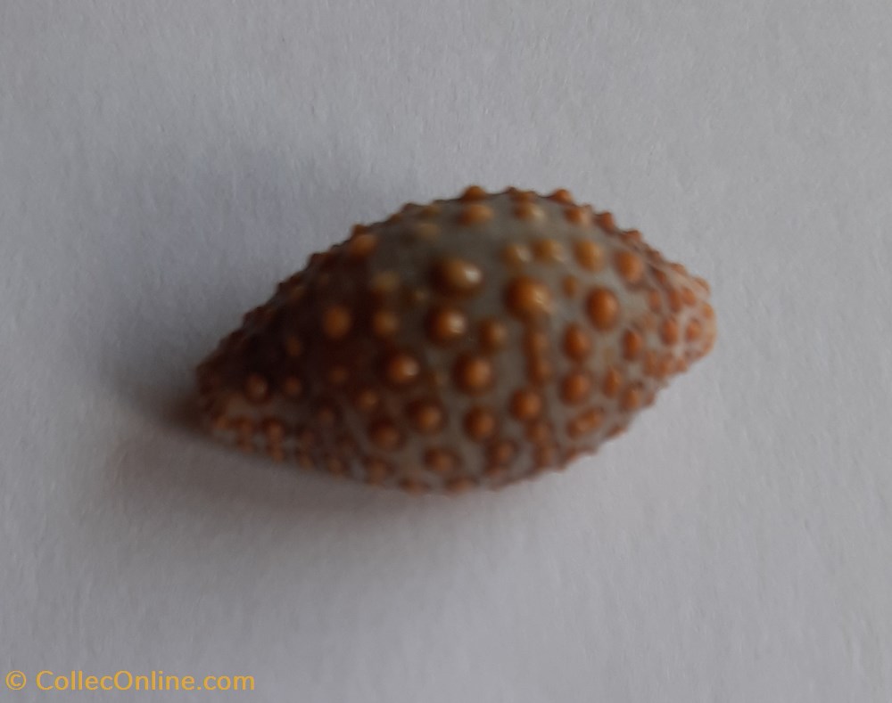 conchas y fosiles gastropoda jenneria postulata