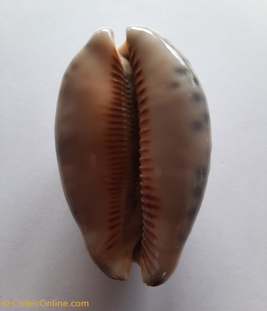 Cypraea Histrio conchas fosiles gastropoda cypraea histrio