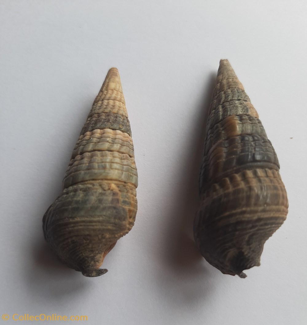 conchas y fosiles gastropoda cerithium bulla