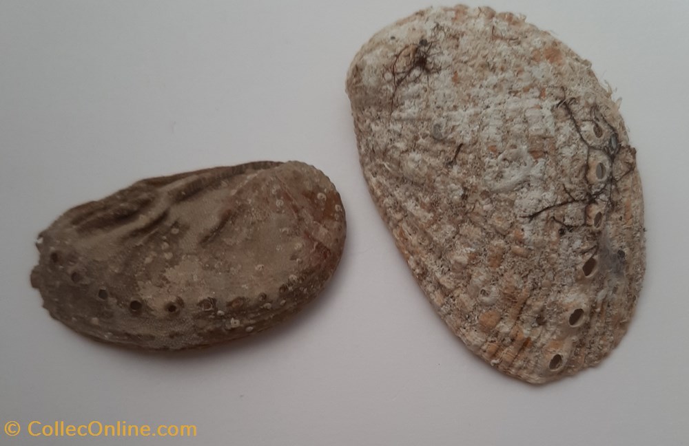 conchas y fosiles gastropoda haliotis tuberculata oreja de mar