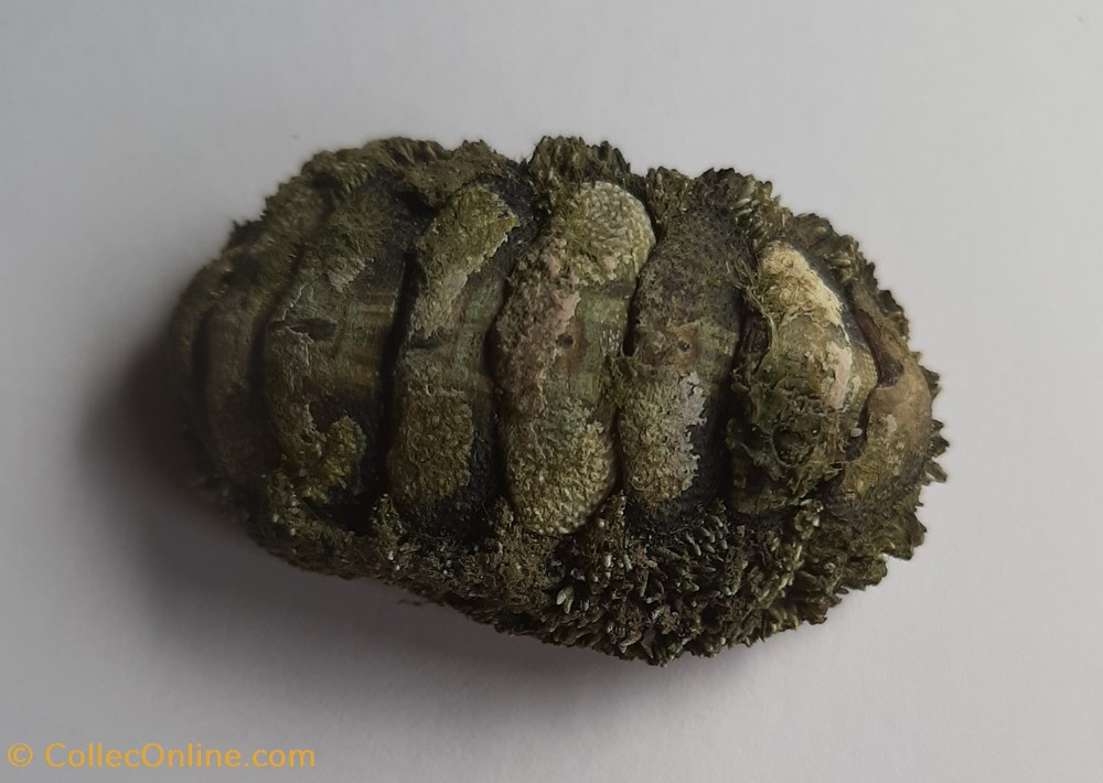 callistochiton conchas y fosiles polyplacophora callistochiton