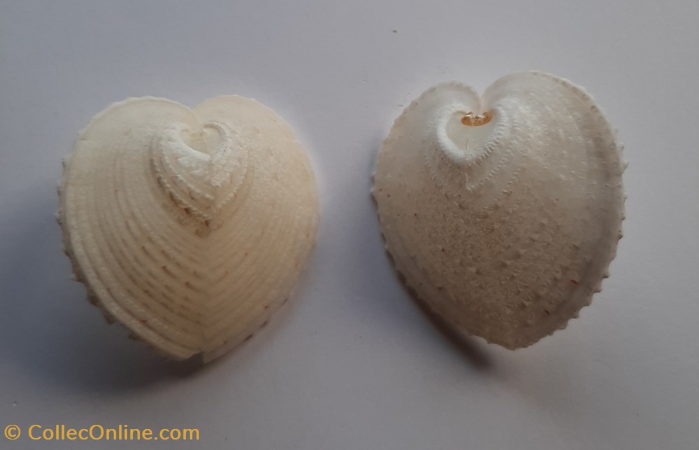 Corculum Cardissa conchas y fosiles bivalvia corculum cardissa