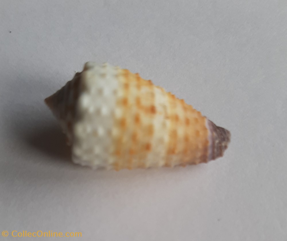 Conus muriculatus conchas y fosiles conus muriculatus
