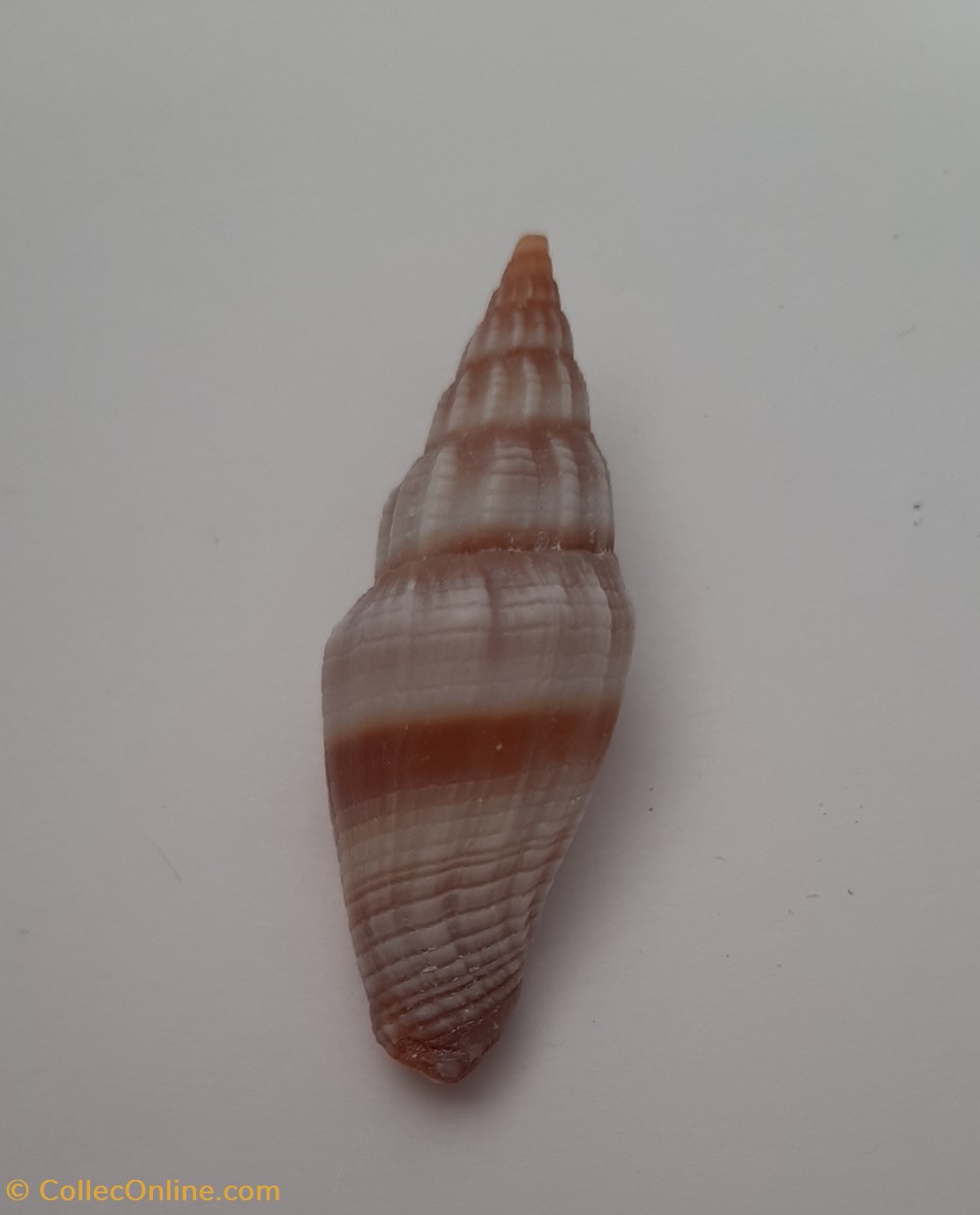 Vexilium Rugosum conchas y fosiles gastropoda vexilium rugosum