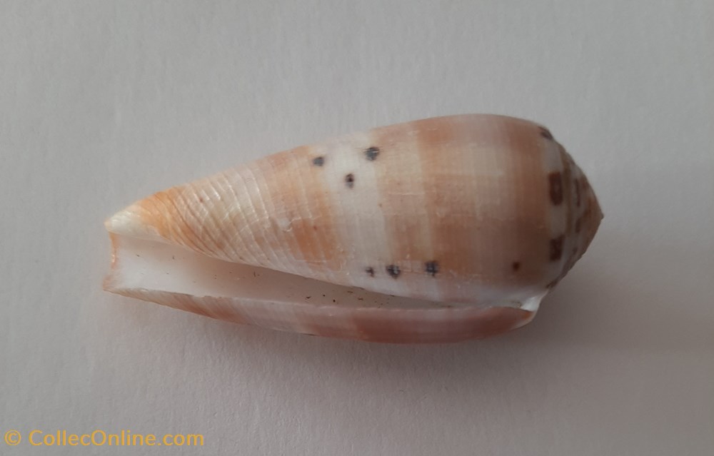 Conus Circumcisus conchas y fosiles conus circumcisus