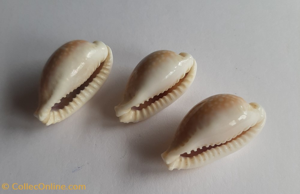 Erosaria miliaris conchas y fosiles gastropoda erosaria miliaris